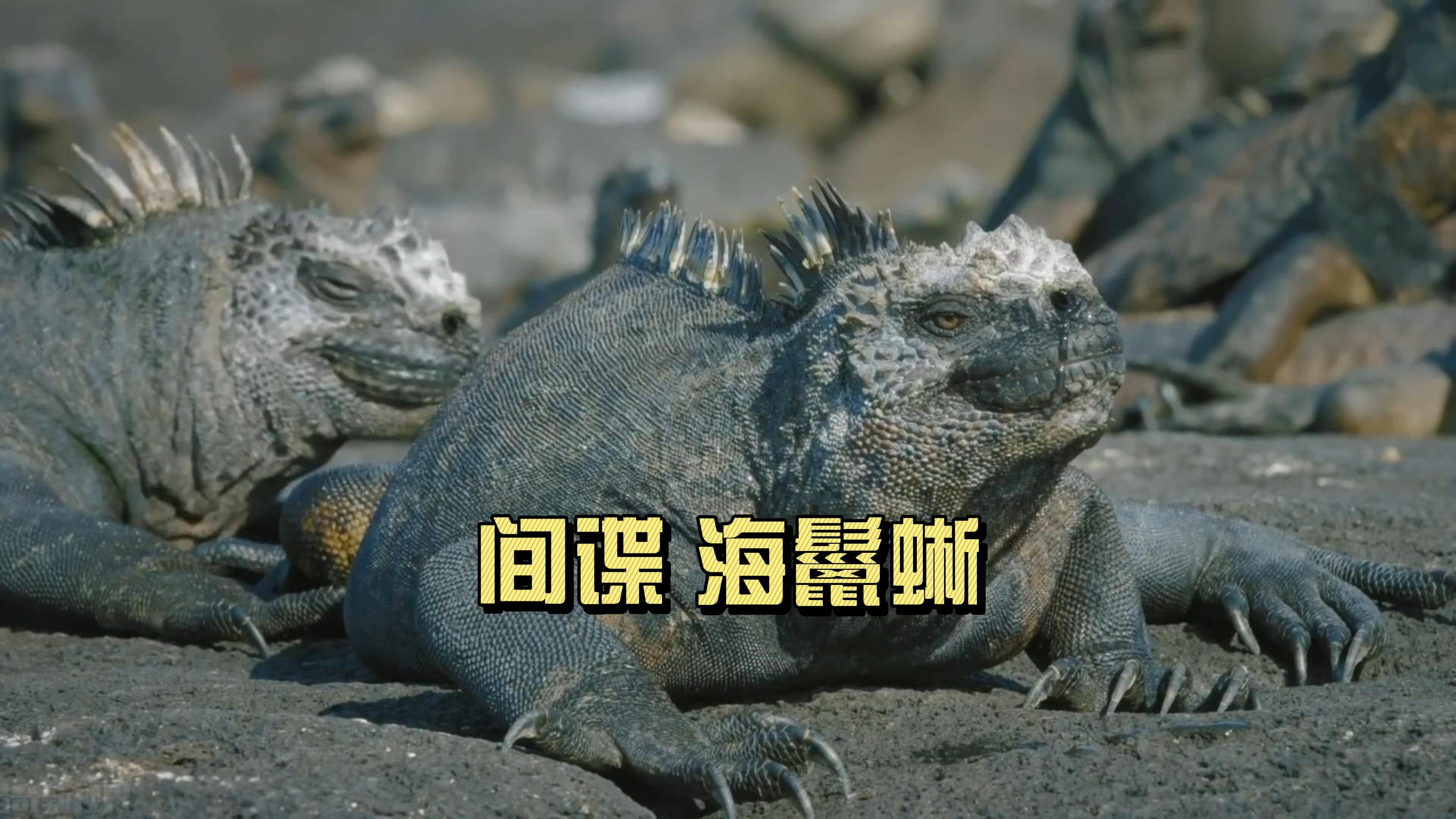 蜥?鶚N%9G&?汭u?!簚?